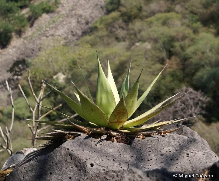 Agave chazaroi DSC01866